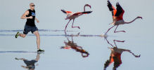 flamingo racing